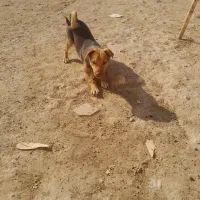 سگ پاکوتاه نر وماده|سگ|شیروان (خراسان), |دیوار