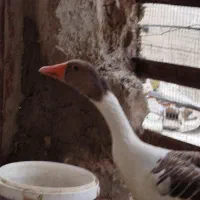 غاز