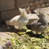 (تخم مرغ نطفه دار گلین)