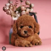 توی پودل و تاینی پودل رنگ رد وارداتی