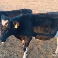 گوساله|حیوانات مزرعه|بالا ولایت, |دیوار