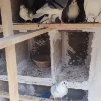 کبوتر یا کفتر پشتار المانی