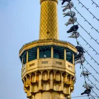 کنسلی بلیط/پیش فروش