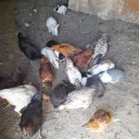 مرغ محلی