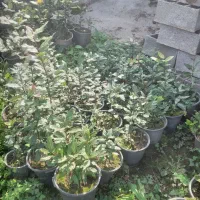 برگ بو زیبا