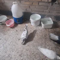 کبوتر