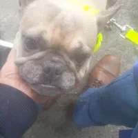 واگذاری رایگان فرنچ بولداک اصیل