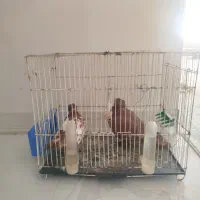 کبوتر راعبی