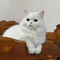 گربه بریتیش لانگ هیر