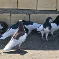 شهری|پرنده|شیراز, قصرالدشت|دیوار