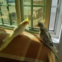 دوتا جوجه دوماهه|پرنده|قم, نخودی|دیوار