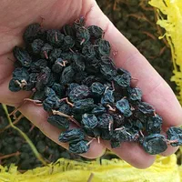 فروش انواع کشمش ، خریدار انواع کشمش|خوردنی و آشامیدنی|تاکستان, |دیوار