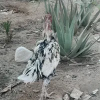 فروش مرغ وخروس لاری اصیل