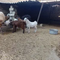 یک قوچ و چهار تا بز|حیوانات مزرعه|شادگان, |دیوار