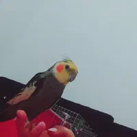 عروس هلندی باهوش مخزمون خورده حرف حرف