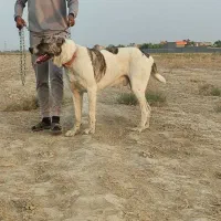 سگ گله خراسانی|سگ|مشهد, کلاته برفی|دیوار