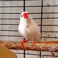 فنچ کرواتی جفت مولد|پرنده|تهران, دبستان|دیوار