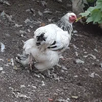 برهما|حیوانات مزرعه|مرند, |دیوار