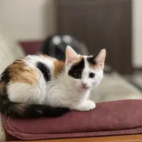 بچه گربه ماده کالیگو دوماهه