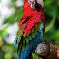 پرنده ای پیدا کردم