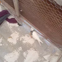 کفتر طوقی|پرنده|گناباد, |دیوار