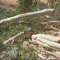 قطع درخت و خرید چوب|خدمات باغبانی و درختکاری|لامرد, |دیوار