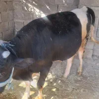 دوراس  گوساله نر