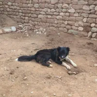 قدر جونی|سگ|دزفول, |دیوار