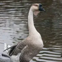 ۳عدد قوغاز ۲عدد ماده ۱عدد نر غبغب دار هستن|حیوانات مزرعه|رباطکریم, رباطکریم|دیوار