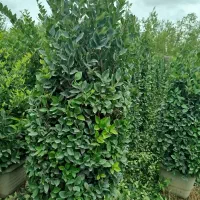 یاس هلندی ریشه پرس جعبه ۴۵|گل و گیاه طبیعی|خمام, |دیوار