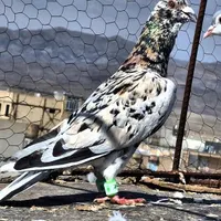 کبوتر بوم