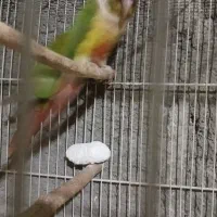 راهب و گرینچیک|پرنده|زبرخان, |دیوار