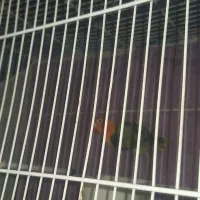 کوتوله پاربلو|پرنده|مشهد, امیر|دیوار