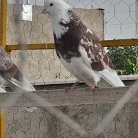کبوتر پرشی|پرنده|صائین قلعه, |دیوار