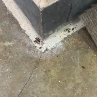 سم پاشی و سمپاشی تضمینی|خدمات نظافت|رشت, کوی جام جم|دیوار