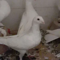 جوجه هومر کله اسبی نوک قنار|پرنده|تبریز, |دیوار