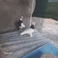 کبوتر طوقی|پرنده|مرودشت, رودبال|دیوار