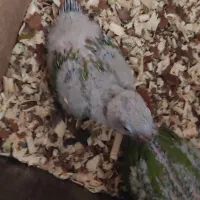 جوجه گیرنچک ۱ماه|پرنده|شاهین‌شهر, شهرک گلدیس|دیوار