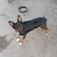 سگ ژرمن شپرد و افغانی اصیل،واگذاری|سگ|مشهد, ویلاشهر|دیوار