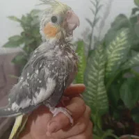 عروس هلندی