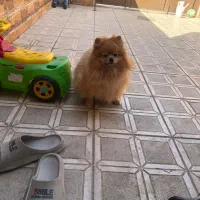 پامر انیان نر دو سر خرسی|سگ|بندرعباس, |دیوار