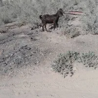 فروش فوری بز مری