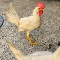 سه عدد خروس|حیوانات مزرعه|اهواز, کیانشهر|دیوار