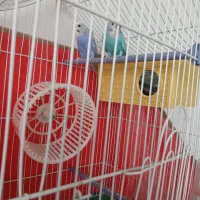 مرغ عشق|پرنده|سبزوار, اسلام آباد|دیوار