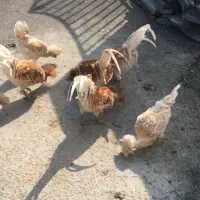 مرغ و خروس|حیوانات مزرعه|نوشهر, |دیوار