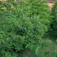 باغ ثمری|فروش زمین و ملک کلنگی|سی‌سخت, |دیوار