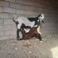 بز مری|حیوانات مزرعه|زاهدان, |دیوار