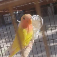 طوطی برزیلی