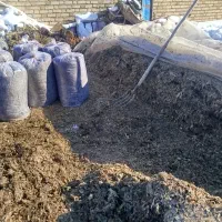 ذرت علوفه‌‌