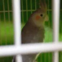 عروس هلندی آهویی نر|پرنده|مشهد, هفده شهریور|دیوار